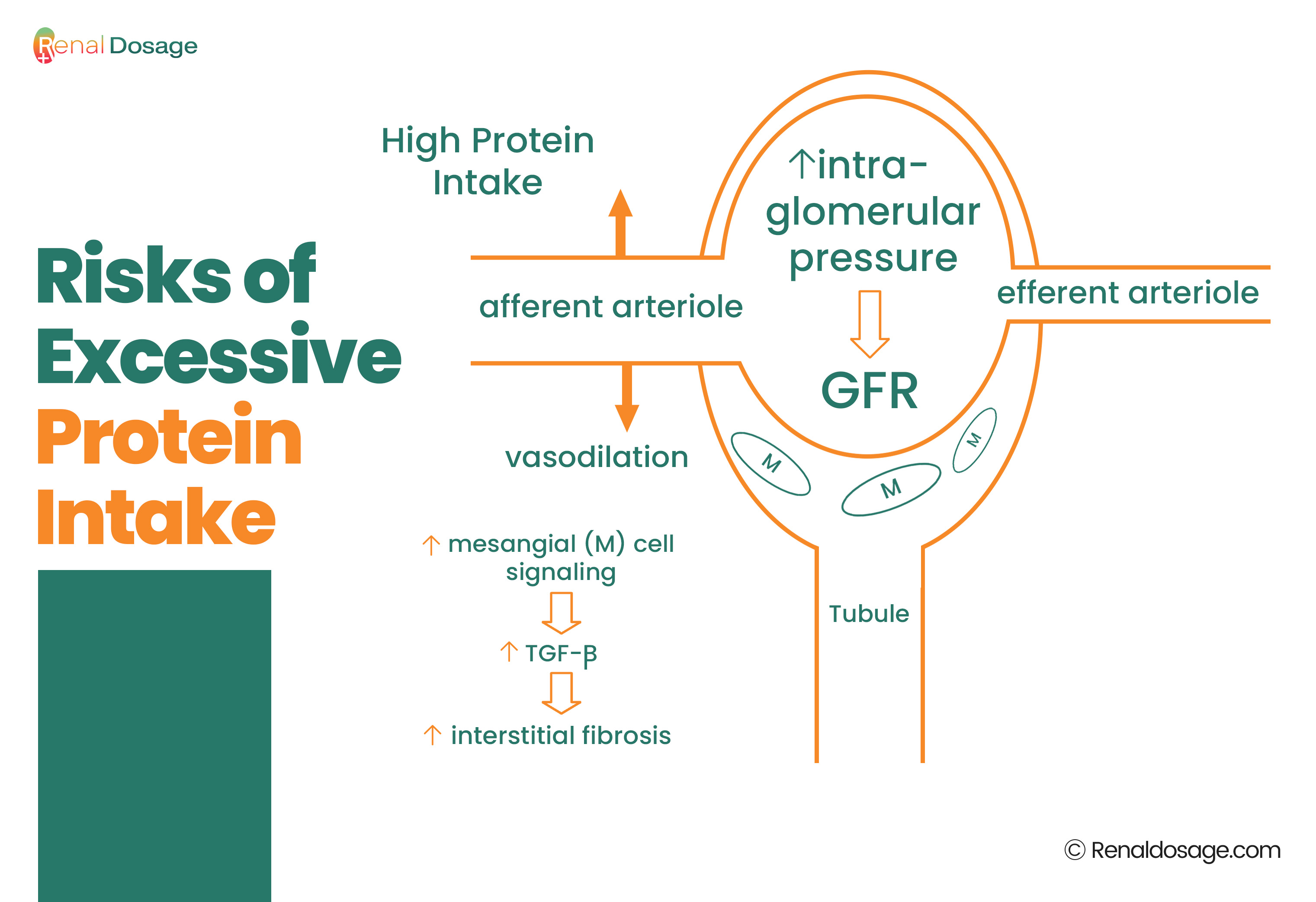 Risks of Excessive Protein Intake: